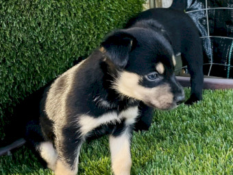 Purebred Australian Kelpie Puppies from Victorian Working Stock Lines