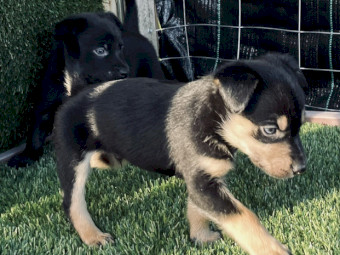Purebred Australian Kelpie Puppies from Victorian Working Stock Lines