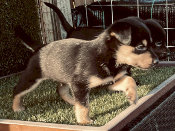 Purebred Australian Kelpie Puppies from Victorian Working Stock Lines