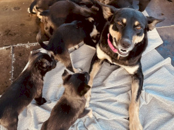 Purebred Australian Kelpie Puppies from Victorian Working Stock Lines