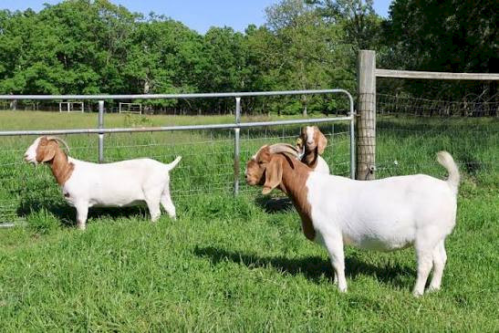 Boer goats available