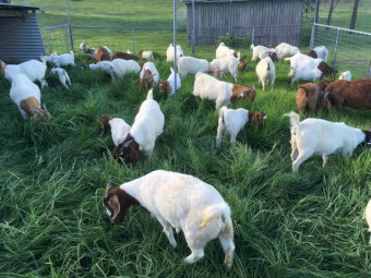 Boer goats available