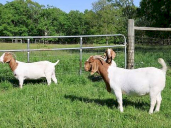 Boer goats available
