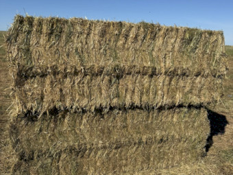 Clover, Vetch, Rye and Barley Hay 700kg 8x4x3 Bale