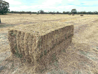 VETCH HAY
