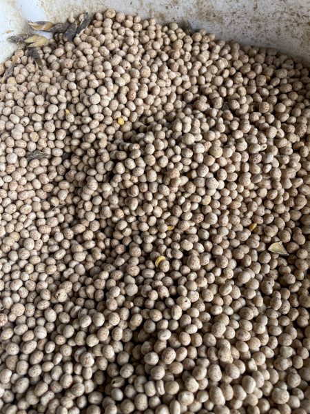 20mt Feed Lupins