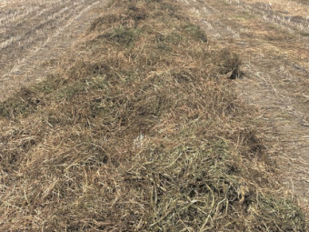 38mt Vetch Hay 560kg 8x4x3 Bales (New Season)