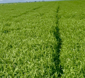 38mt Vetch Hay 560kg 8x4x3 Bales (New Season)