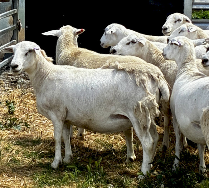 Warrumbungle Australian Whites AWSBA Stud No.62 - 105 Stud Ewes with lambs (109 lambs, 47 ram lambs) 100 percent clean shedding. Never been shorn or require shearing. 