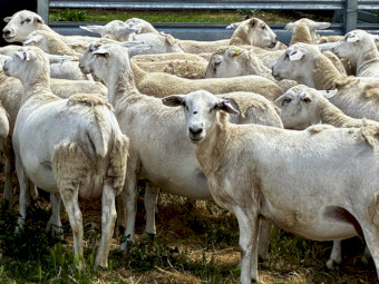 Warrumbungle Australian Whites AWSBA Stud No.62 - 105 Stud Ewes with lambs (109 lambs, 47 ram lambs) 100 percent clean shedding. Never been shorn or require shearing. 
