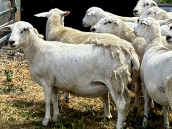Warrumbungle Australian Whites AWSBA Stud No.62 - 105 Stud Ewes with lambs (109 lambs, 47 ram lambs) 100 percent clean shedding. Never been shorn or require shearing. 
