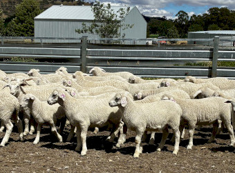 Warrumbungle Australian Whites AWSBA Stud No.62 - 105 Stud Ewes with lambs (109 lambs, 47 ram lambs) 100 percent clean shedding. Never been shorn or require shearing. 