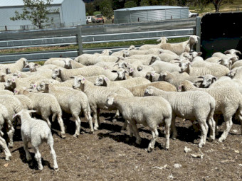 Warrumbungle Australian Whites AWSBA Stud No.62 - 105 Stud Ewes with lambs (109 lambs, 47 ram lambs) 100 percent clean shedding. Never been shorn or require shearing. 