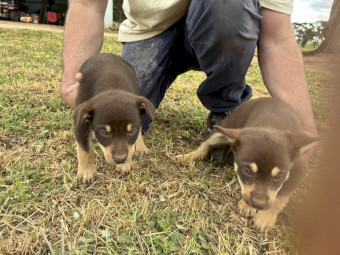 8 week old Kelpie Pups