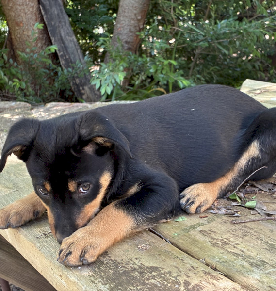 Kelpie Puppy