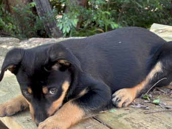 Kelpie Puppy