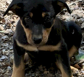 Kelpie Puppy