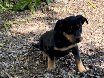 Kelpie Puppy