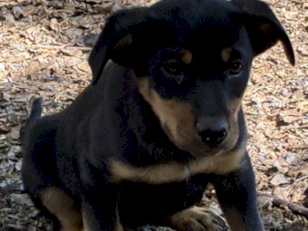 Kelpie Puppy
