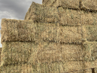 100mt Barley Hay 8x4x3 Bales (New Season)