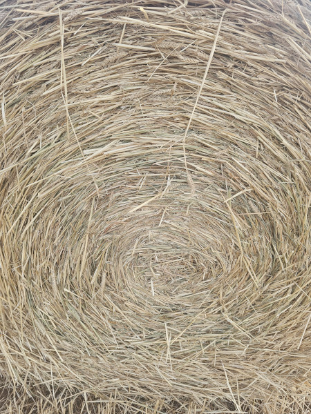 Wheaten 5 x 4