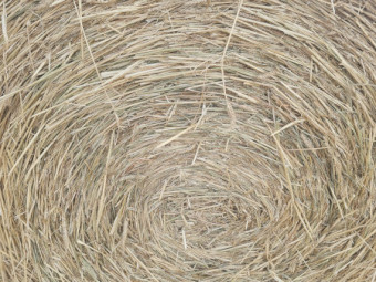 Wheaten 5 x 4