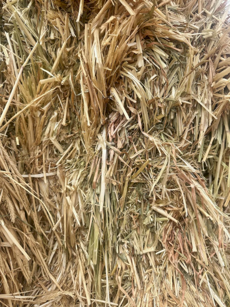 130mt Beardless Barley Hay 650kg 8x4x3 Bales