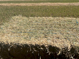 130mt Beardless Barley Hay 650kg 8x4x3 Bales
