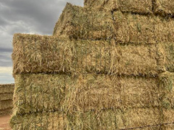 130mt Beardless Barley Hay 650kg 8x4x3 Bales