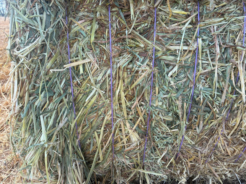 500mt Oaten Hay 550-600kg 8x4x3 Bales