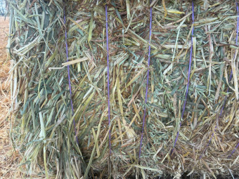500mt Oaten Hay 550-600kg 8x4x3 Bales