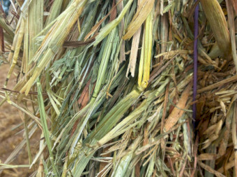 500mt Oaten Hay 550-600kg 8x4x3 Bales