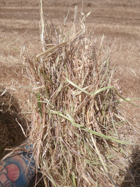 300mt Oaten Rye Hay 650-700kg 8x4x3 Bales