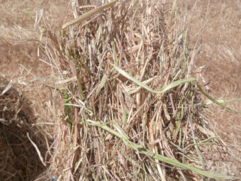 300mt Oaten Rye Hay 650-700kg 8x4x3 Bales