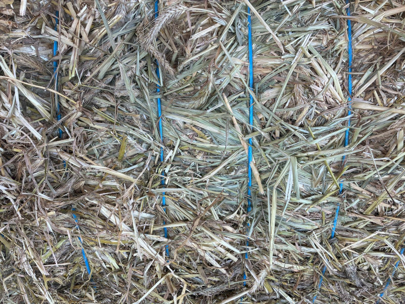 2026 Triticale Hsy 550-600kg 8x4x3 Bales