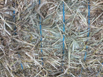2026 Triticale Hsy 550-600kg 8x4x3 Bales