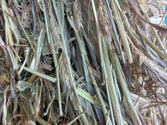 2026 Triticale Hsy 550-600kg 8x4x3 Bales