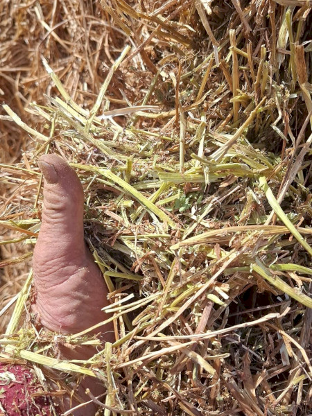 500mt Vetch Hay 8x4x3 Bales (New Season)