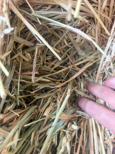 1500 x Oaten Hay Small Squares - Forbes