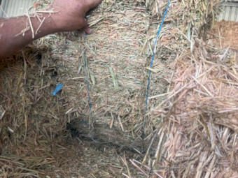 1500 x Oaten Hay Small Squares - Forbes