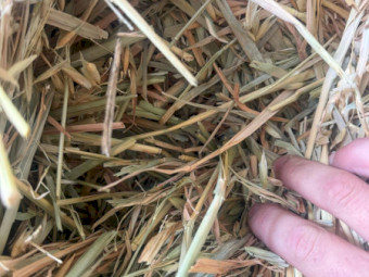 1500 x Oaten Hay Small Squares - Forbes
