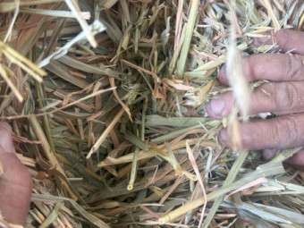 1500 x Oaten Hay Small Squares - Forbes