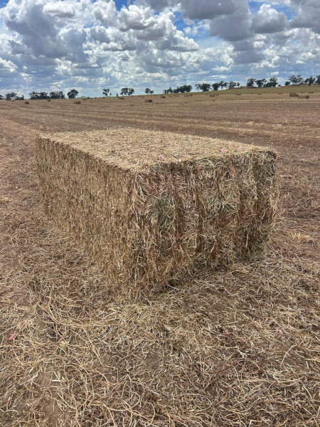 500mt Vetch Canola and Rye 8x4x3 Bales (New Season)