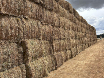 500mt Vetch Canola and Rye 8x4x3 Bales (New Season)