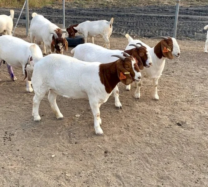 Boer goat bucks and does.
