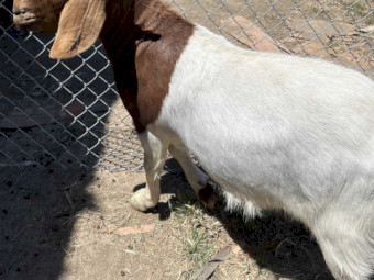 Boer goat bucks and does.