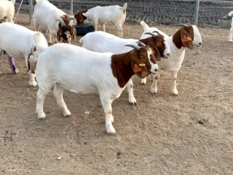 Boer goat bucks and does.