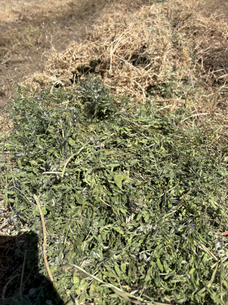 Vetch Hay - No rain, in shed with plastic floor