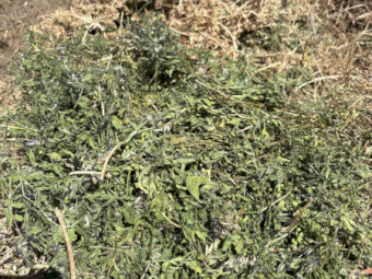 Vetch Hay - No rain, in shed with plastic floor
