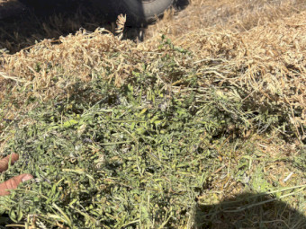 Vetch Hay - No rain, in shed with plastic floor